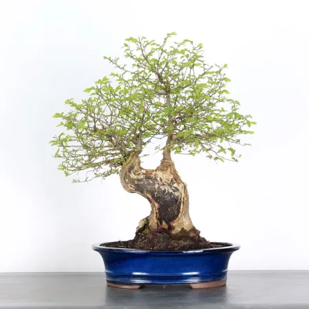 BONSAI CELTIS MICOCOULIER 1-2