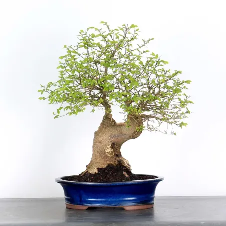 image supplémentaire - BONSAI CELTIS MICOCOULIER 1-2