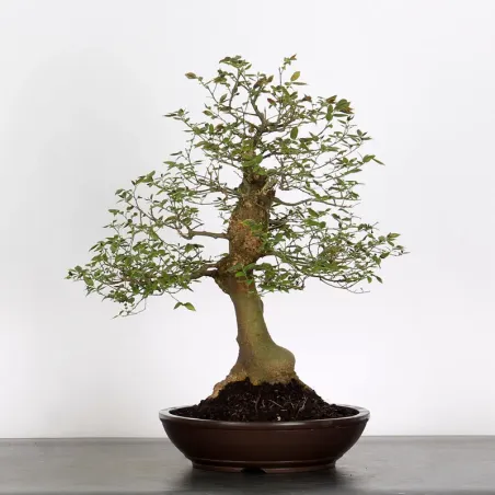 BONSAI CELTIS MICOCOULIER 1-3