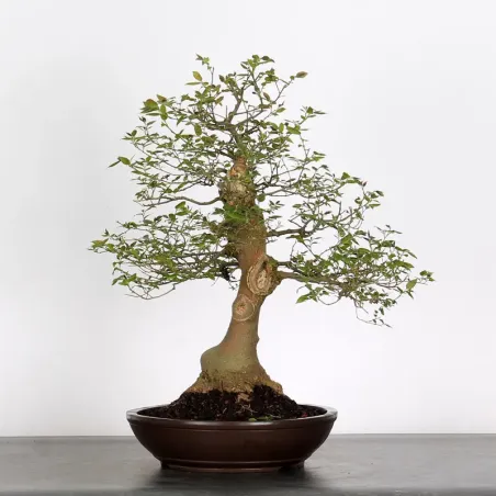 image supplémentaire - BONSAI CELTIS MICOCOULIER 1-3