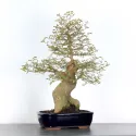 BONSAI CELTIS MICOCOULIER 1-4