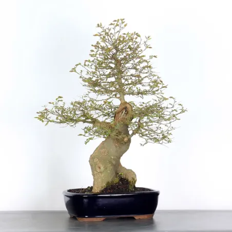 BONSAI CELTIS MICOCOULIER 1-4