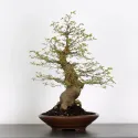 BONSAI CELTIS MICOCOULIER 1-5