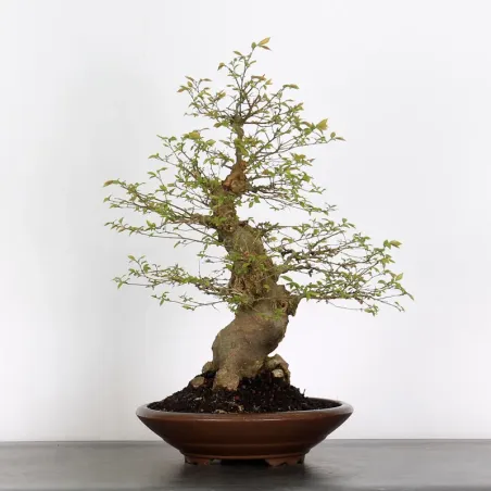 BONSAI CELTIS MICOCOULIER 1-5