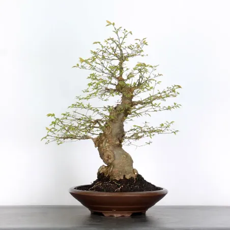 image supplémentaire - BONSAI CELTIS MICOCOULIER 1-5