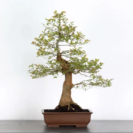 BONSAI CELTIS MICOCOULIER 1-6