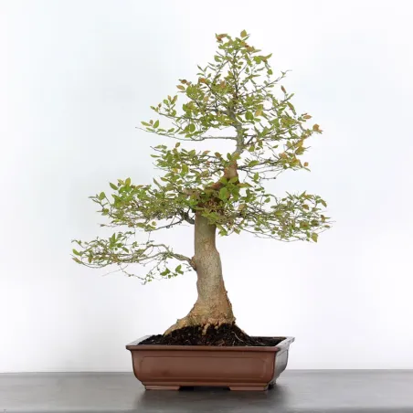 image supplémentaire - BONSAI CELTIS MICOCOULIER 1-6