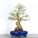 BONSAI CELTIS MICOCOULIER 1-7