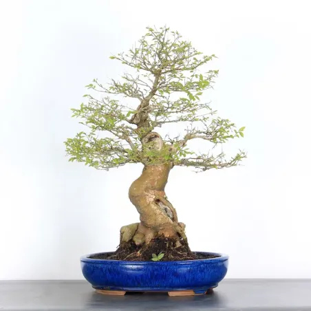 BONSAI CELTIS MICOCOULIER 1-7