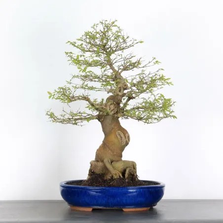 image supplémentaire - BONSAI CELTIS MICOCOULIER 1-7