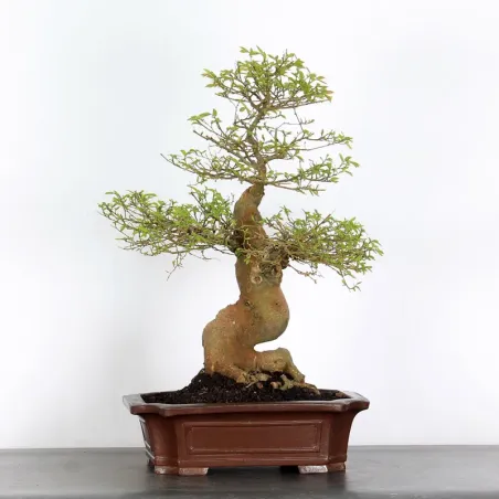 BONSAI CELTIS MICOCOULIER 1-8