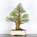 BONSAI CELTIS MICOCOULIER 1-9