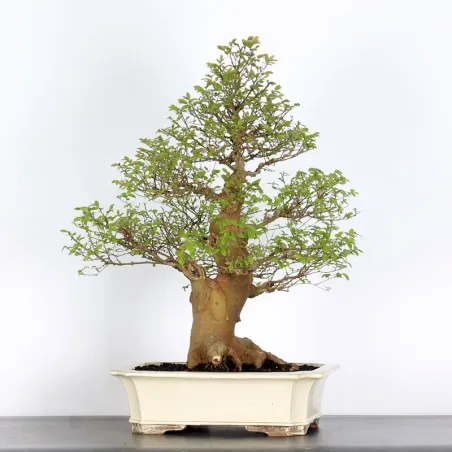 BONSAI CELTIS MICOCOULIER 1-9