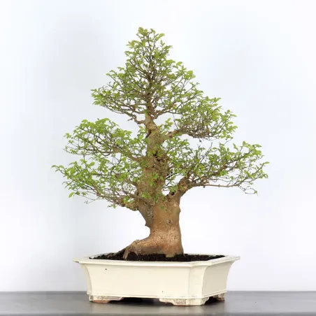 image supplémentaire - BONSAI CELTIS MICOCOULIER 1-9