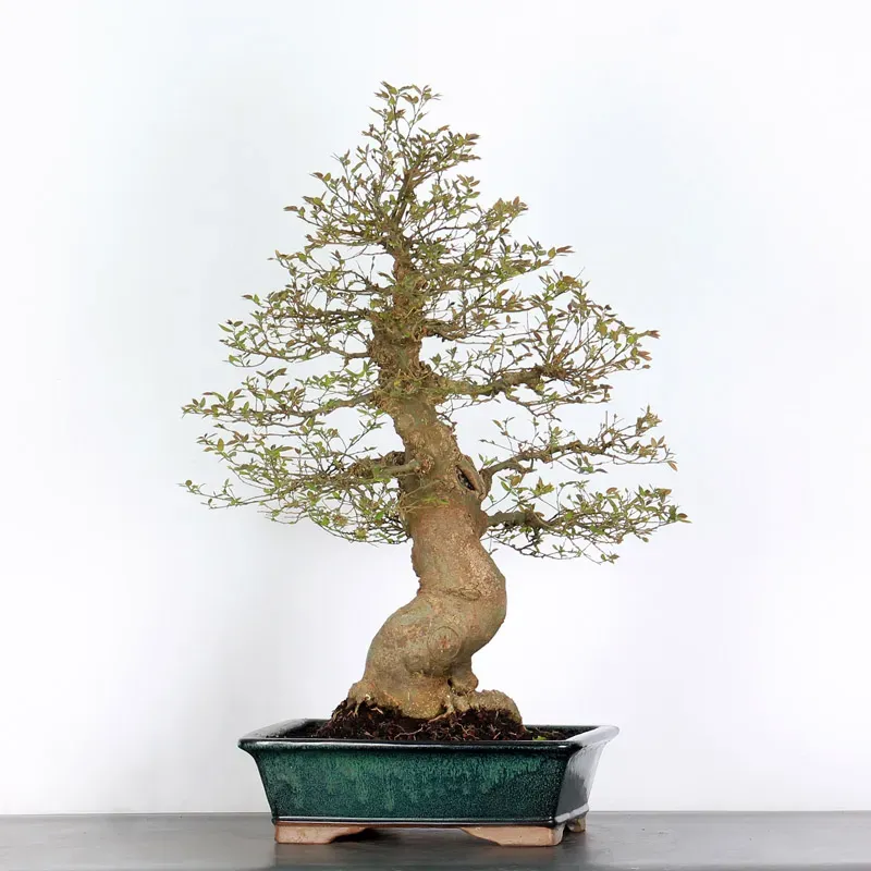 image supplémentaire - BONSAI CELTIS MICOCOULIER 1-10