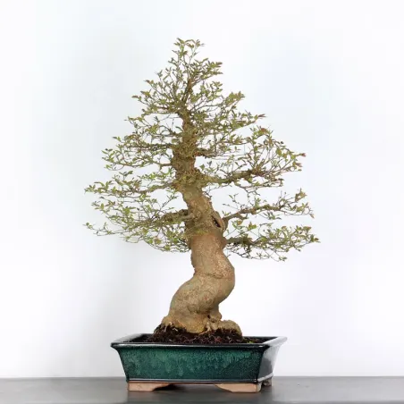 image supplémentaire - BONSAI CELTIS MICOCOULIER 1-10