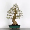 BONSAI CELTIS MICOCOULIER 1-10