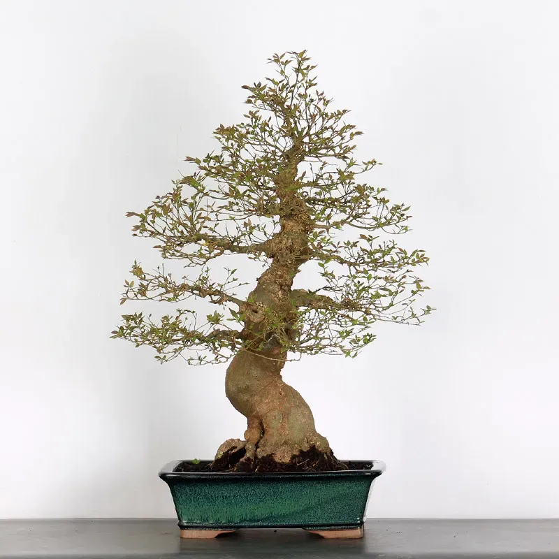 BONSAI CELTIS MICOCOULIER 1-10