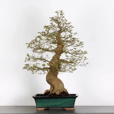 BONSAI CELTIS MICOCOULIER 1-10
