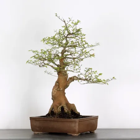 image supplémentaire - BONSAI CELTIS MICOCOULIER 1-11