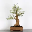 BONSAI CELTIS MICOCOULIER 1-11
