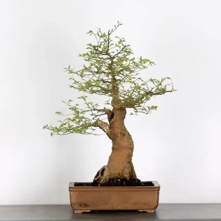 BONSAI CELTIS MICOCOULIER 1-11