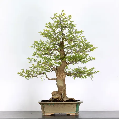 BONSAI CELTIS MICOCOULIER 1-12