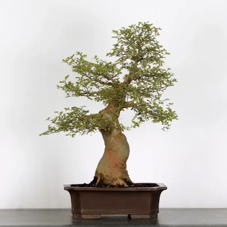 BONSAI CELTIS MICOCOULIER 1-16