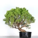 BONSAI PIN "PINUS MUGO" 3-2