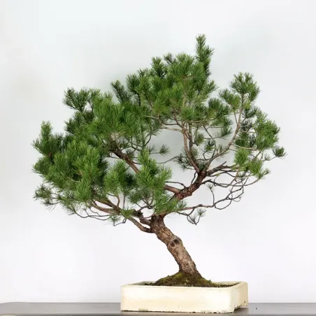 BONSAI PINUS MUGO 3-15