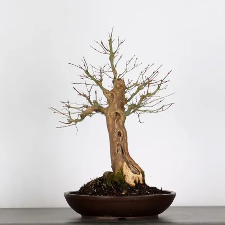 ACER PALMATUM AP 3-12