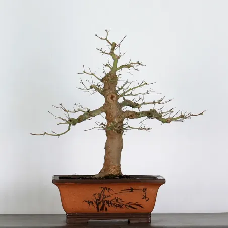 ACER PALMATUM AP-4-7