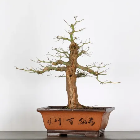 image supplémentaire - ACER PALMATUM AP-4-7