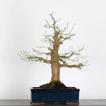 Bonsai Acer Palmatum AP-2-13