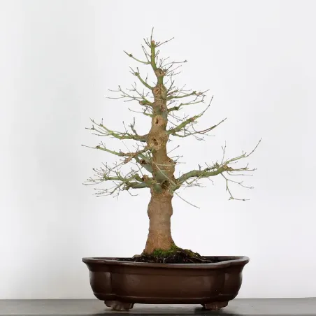 Bonsai Acer Palmatum AP-2-15