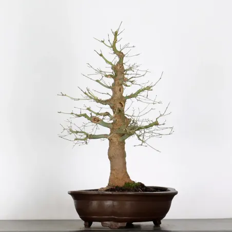 image supplémentaire - ACER PALMATUM AP 2-15