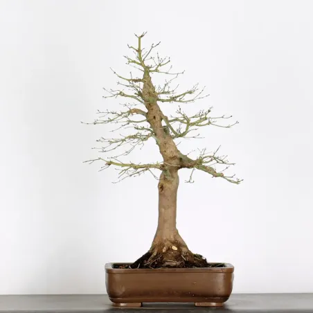 Bonsai Acer Palmatum AP-2-18