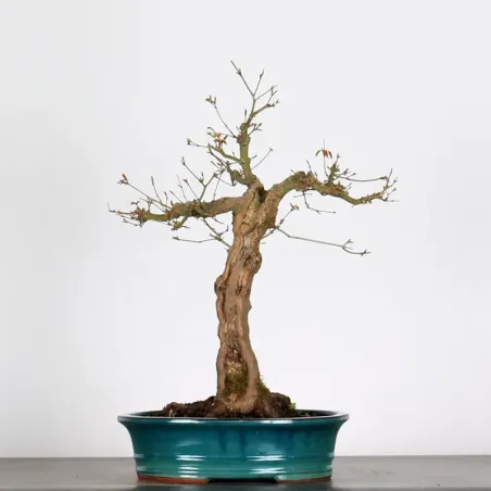 ACER PALMATUM AP 2-25