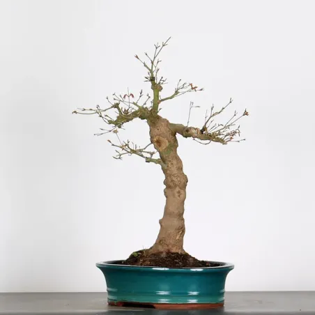 image supplémentaire - ACER PALMATUM AP 2-25