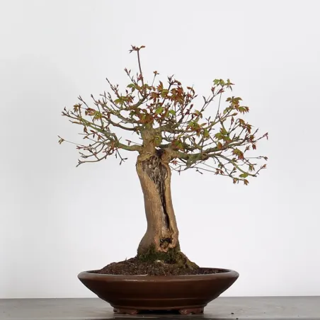ACER PALMATUM AP 2-26