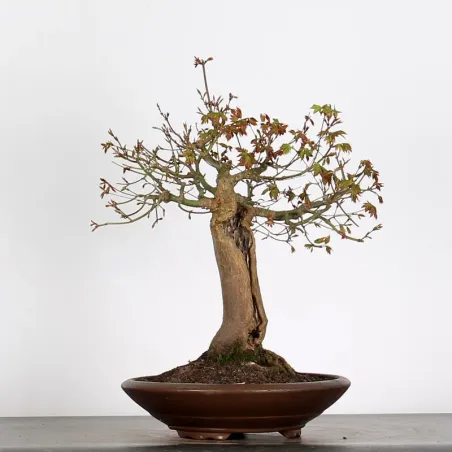 image supplémentaire - ACER PALMATUM AP 2-26