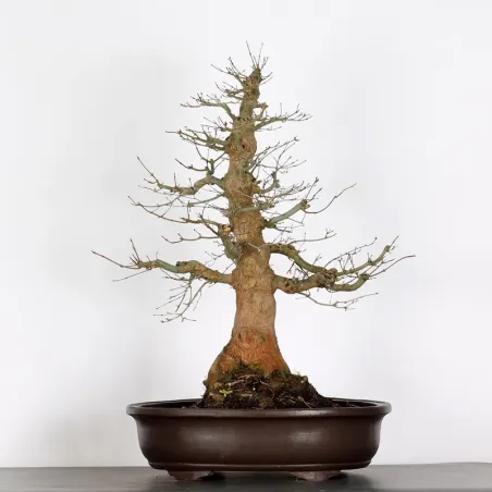 ACER PALMATUM AP-5-8