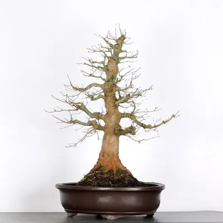 image supplémentaire - ACER PALMATUM AP-5-8