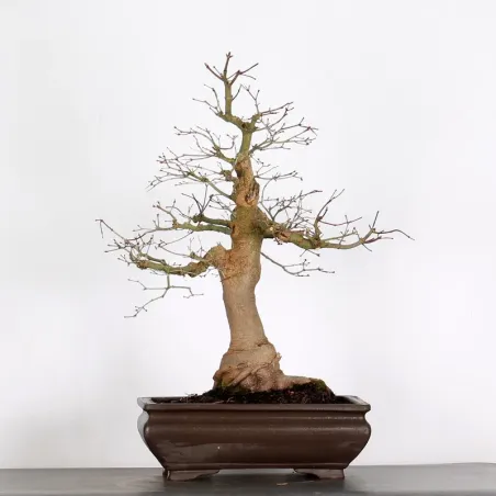 ACER PALMATUM AP-5-9