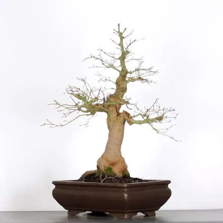 image supplémentaire - ACER PALMATUM AP-5-9