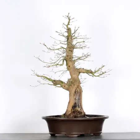 image supplémentaire - ERABLE DU JAPON "ACER...