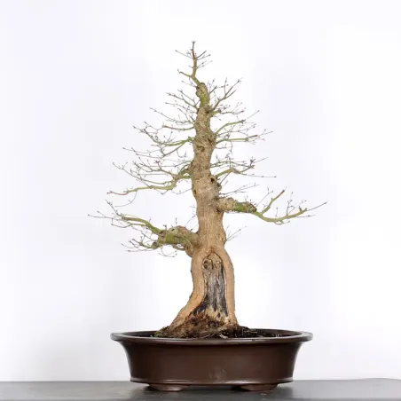ERABLE DU JAPON "ACER PALMATUM" 5-10