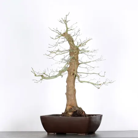 ERABLE DU JAPON "ACER PALMATUM" 5-11