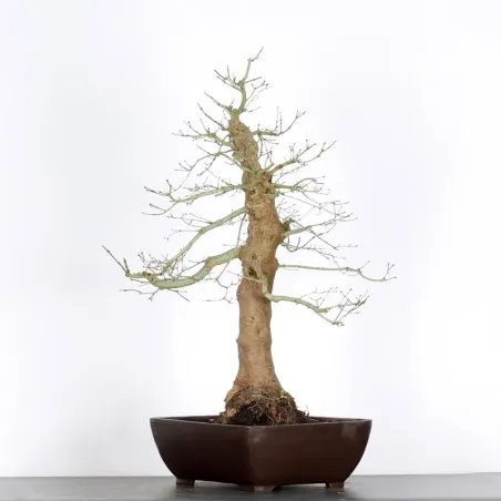 image supplémentaire - ERABLE DU JAPON "ACER...