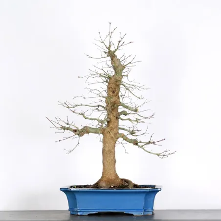 ERABLE DU JAPON "ACER PALMATUM" 5-12